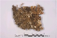 藏品(圓盤衣屬)的圖片